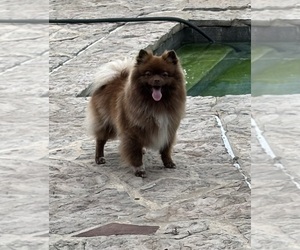 Pomeranian Puppy for sale in ADA, OK, USA