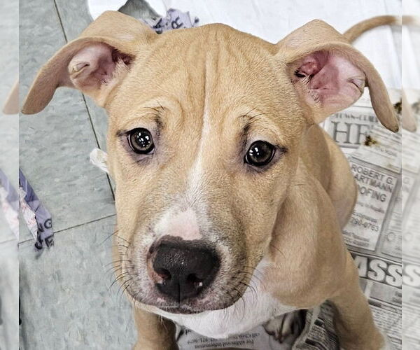 Medium Photo #1 Mutt Puppy For Sale in Royal Palm Beach, FL, USA