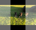 Small Photo #14 German Shepherd Dog Puppy For Sale in BRADLEYVILLE, MO, USA