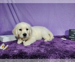 Small Photo #49 English Cream Golden Retriever Puppy For Sale in PEYTON, CO, USA