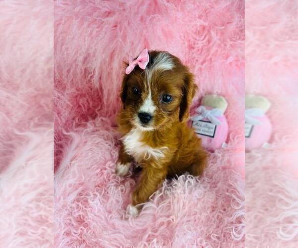 Medium Photo #15 ShihPoo Puppy For Sale in TAMPA, FL, USA