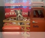 Puppy Sally Boston Terrier