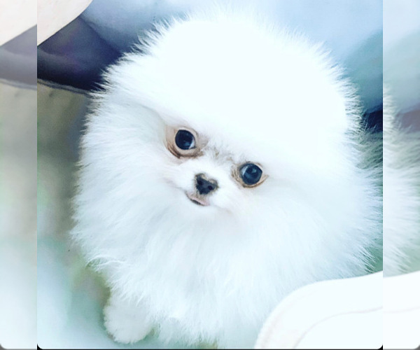 Medium Photo #1 Pomeranian Puppy For Sale in DORAL, FL, USA