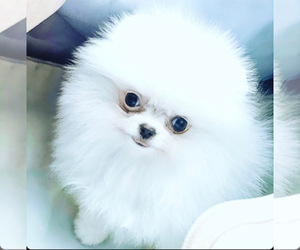 Pomeranian Puppy for sale in DORAL, FL, USA