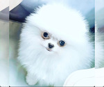 Small Photo #1 Pomeranian Puppy For Sale in DORAL, FL, USA