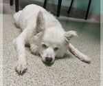 Small #2 American Eskimo Dog