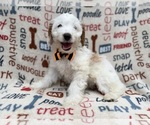 Image preview for Ad Listing. Nickname: Louie