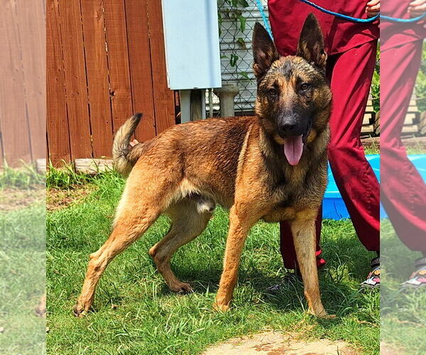 Medium Photo #4 German Shepherd Dog-Unknown Mix Puppy For Sale in Wetumpka, AL, USA