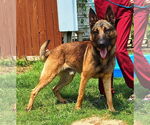 Small #3 German Shepherd Dog Mix