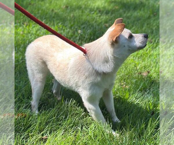 Medium Photo #4 Mutt Puppy For Sale in Yardley, PA, USA