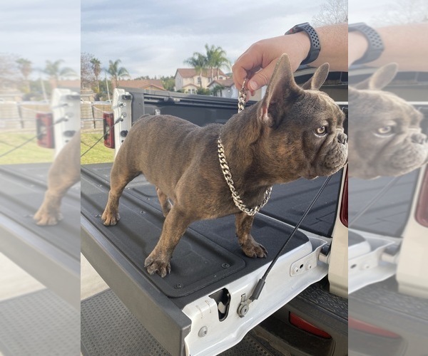 Medium Photo #3 French Bulldog Puppy For Sale in CORONA, CA, USA