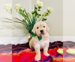 Golden Retriever Puppy for Sale in BAKERSFIELD, California USA