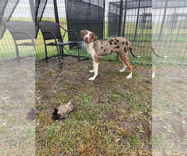 Medium Photo #2 Catahoula Leopard Dog-Unknown Mix Puppy For Sale in Abbeville, LA, USA