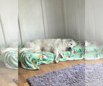 Small #2 Great Pyrenees Mix