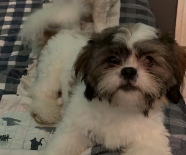 Medium Photo #1 Mal-Shi Puppy For Sale in INDIANA, PA, USA
