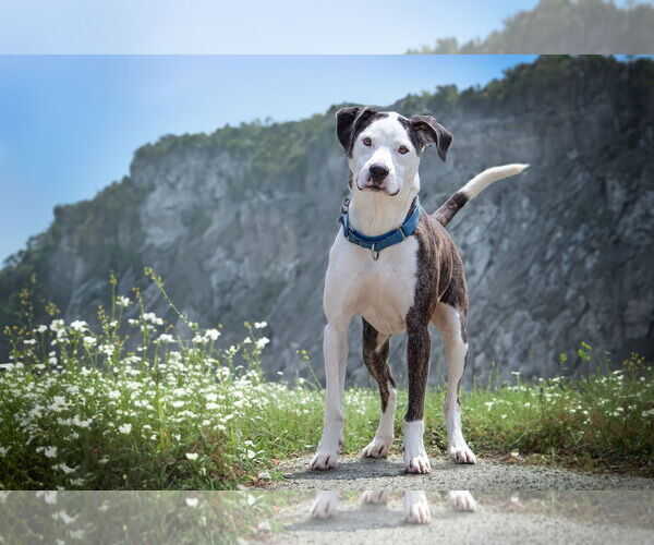 Medium Photo #3 American Staffordshire Terrier-Unknown Mix Puppy For Sale in Bardstown, KY, USA