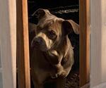 Small American Staffordshire Terrier Mix