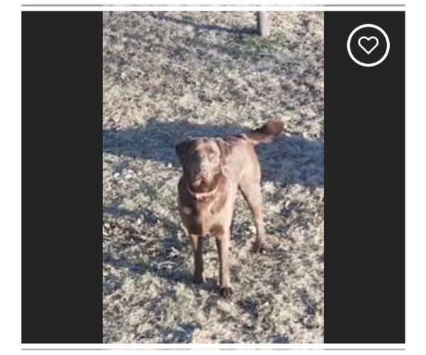 Medium Photo #2 - Mix Puppy For Sale in Westminster, MD, USA