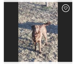Kimbra - Female - Mix Dog for Adoption - Photo #2