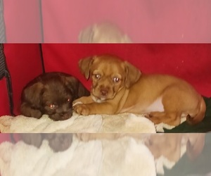 Chiweenie Puppy for sale in CLAYTON, NC, USA