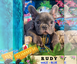 French Bulldog Puppy for sale in HEATHROW, FL, USA