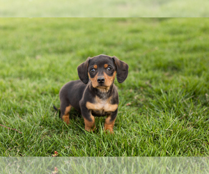 Dachshund Puppy for sale in BREMEN, IN, USA