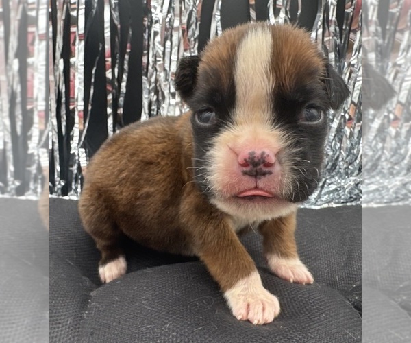 Medium Photo #7 Boxer Puppy For Sale in PAWNEE CITY, NE, USA