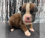 Small #6 Boxer