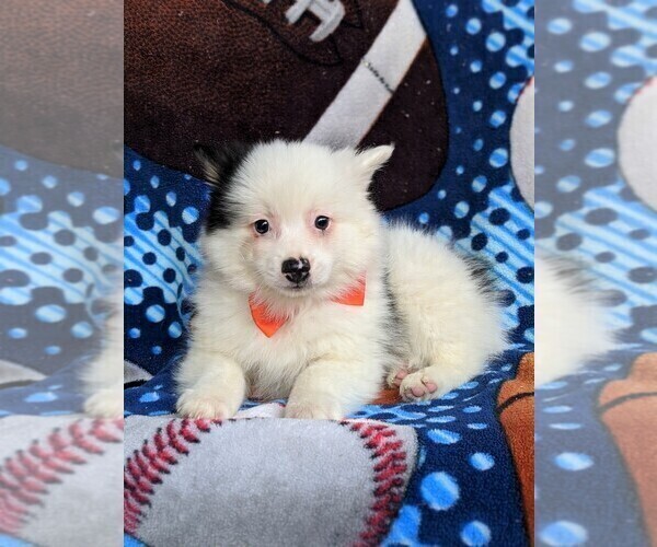 Medium Photo #4 Pomeranian Puppy For Sale in KIRKWOOD, PA, USA