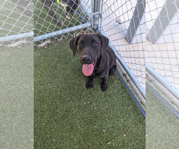 Medium Photo #3 Labrador Retriever-Retriever  Mix Puppy For Sale in NEWPORT NH, NH, USA