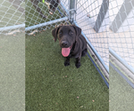 Small Photo #3 Labrador Retriever-Retriever  Mix Puppy For Sale in NEWPORT NH, NH, USA