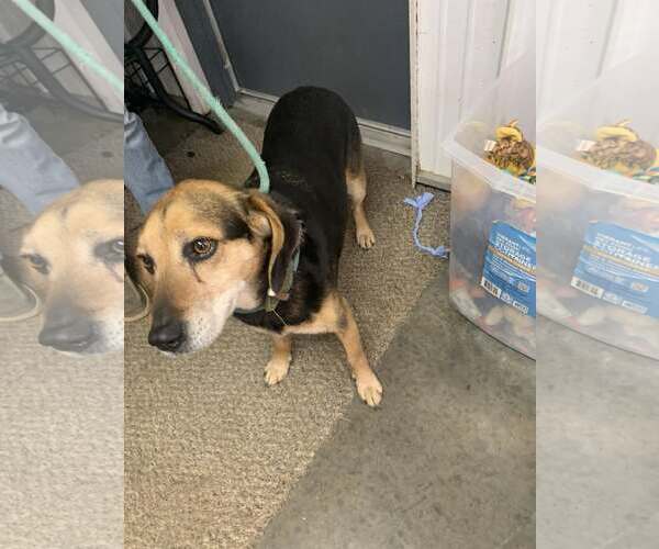 Medium Photo #2 Beagle Puppy For Sale in Fairfield, IL, USA