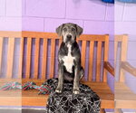 Small Photo #2 Labrador Retriever-Unknown Mix Puppy For Sale in Genesee, WI, USA