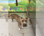 Small American Pit Bull Terrier-Chinese Shar-Pei Mix