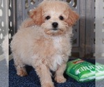 Small #4 Poochon