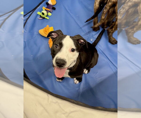 Medium Photo #23 American Pit Bull Terrier-Labrador Retriever Mix Puppy For Sale in Brewster, NY, USA