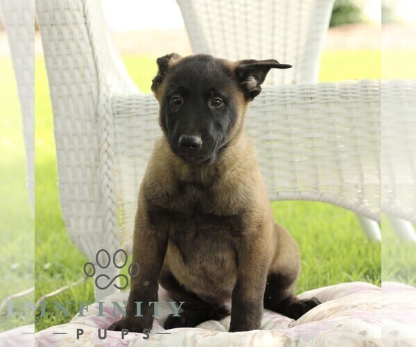Medium Photo #1 Belgian Malinois Puppy For Sale in RONKS, PA, USA
