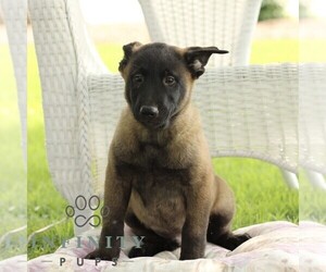Belgian Malinois Puppy for sale in RONKS, PA, USA