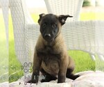 Small Belgian Malinois