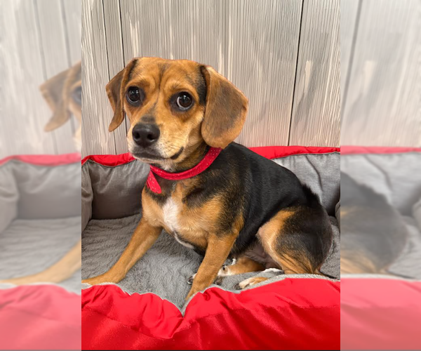 Medium Photo #1 Beagle-Unknown Mix Puppy For Sale in Cranston, RI, USA