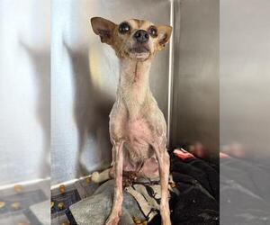 Chihuahua-Unknown Mix Dogs for adoption in San Antonio, TX, USA