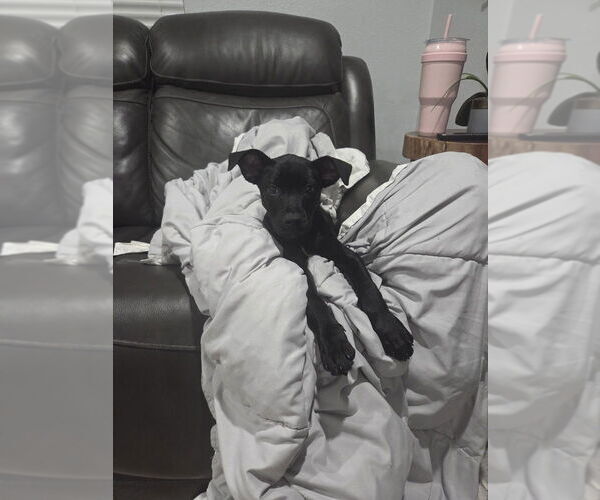 Medium Photo #12 Labrottie Puppy For Sale in Lakewood, CO, USA