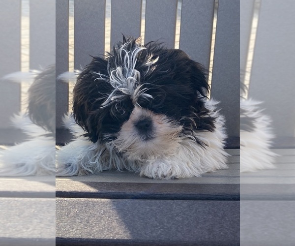 Medium Photo #3 Shih Tzu Puppy For Sale in CANOGA, NY, USA