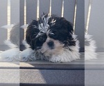 Small Photo #3 Shih Tzu Puppy For Sale in CANOGA, NY, USA