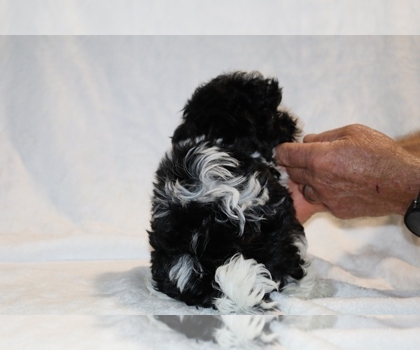 Medium Photo #20 ShihPoo Puppy For Sale in DYERSBURG, TN, USA