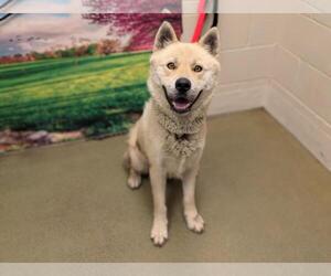 Chow Chow-Siberian Husky Mix Dogs for adoption in Moreno Valley, CA, USA