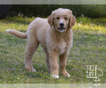 Small #4 Golden Pyrenees-Poodle (Standard) Mix