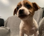 Small #21 Jack Russell Terrier