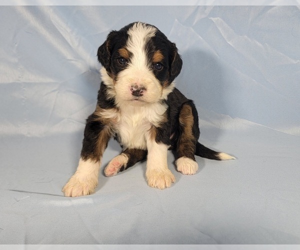 Medium Photo #24 Bernedoodle Puppy For Sale in BLACK FOREST, CO, USA