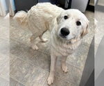 Small Great Pyrenees